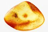 Detailed Fossil Leafhopper and Mite In Baltic Amber #367498-1